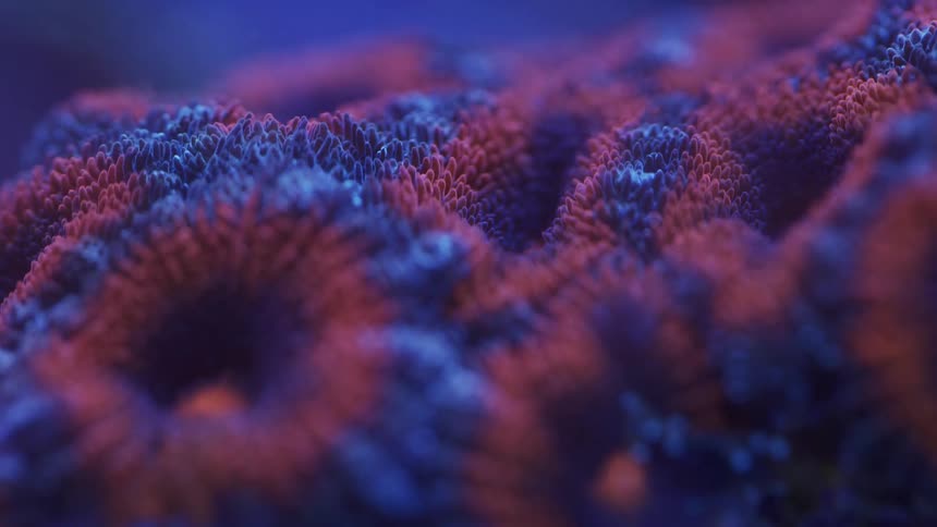 A view of an anemone in a reef