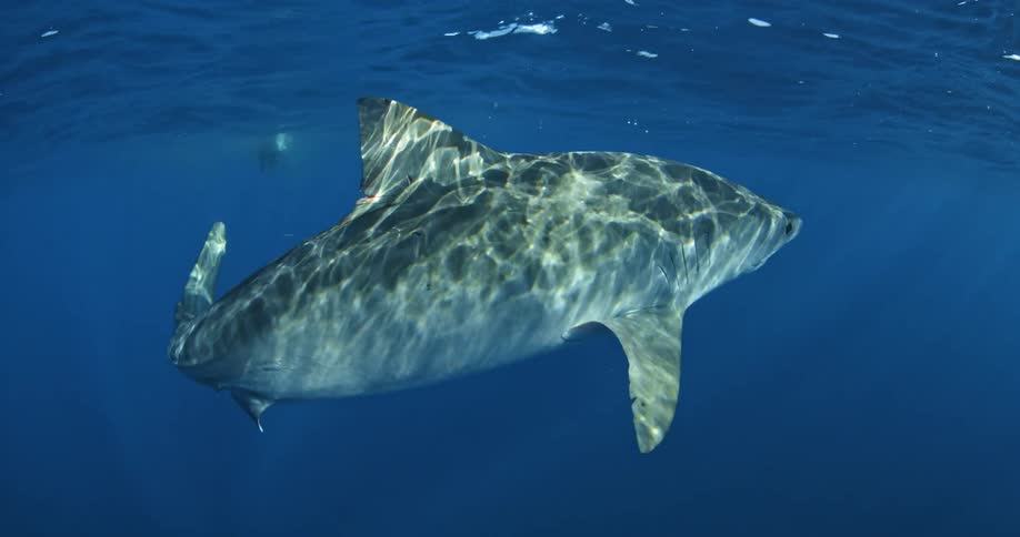 A shark is traveling in the blue water