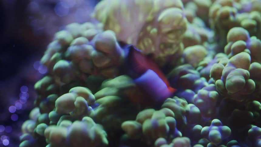 A view of fish swimming in a coral reef