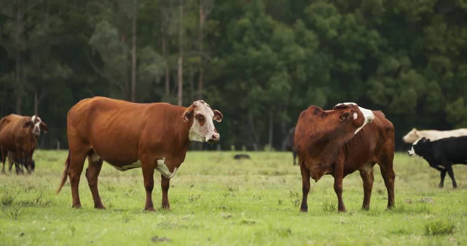 Cows standing in a grassy field