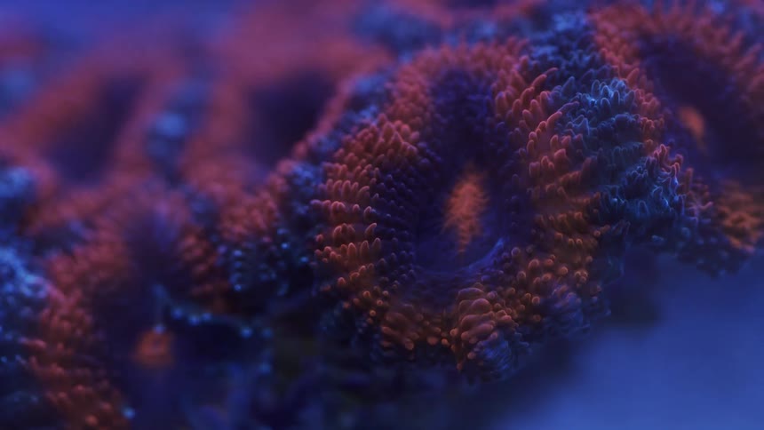 Colorful anemone moving underwater
