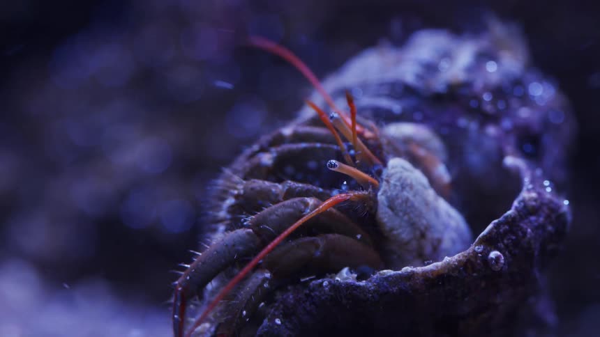 Hermit crab coming out of a conch inside an aquarium