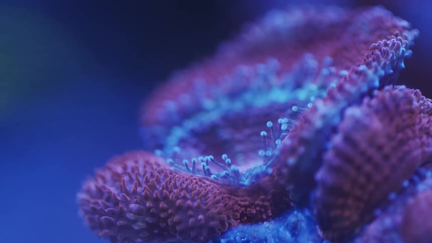 Close up of a red and blue coloured coral reef