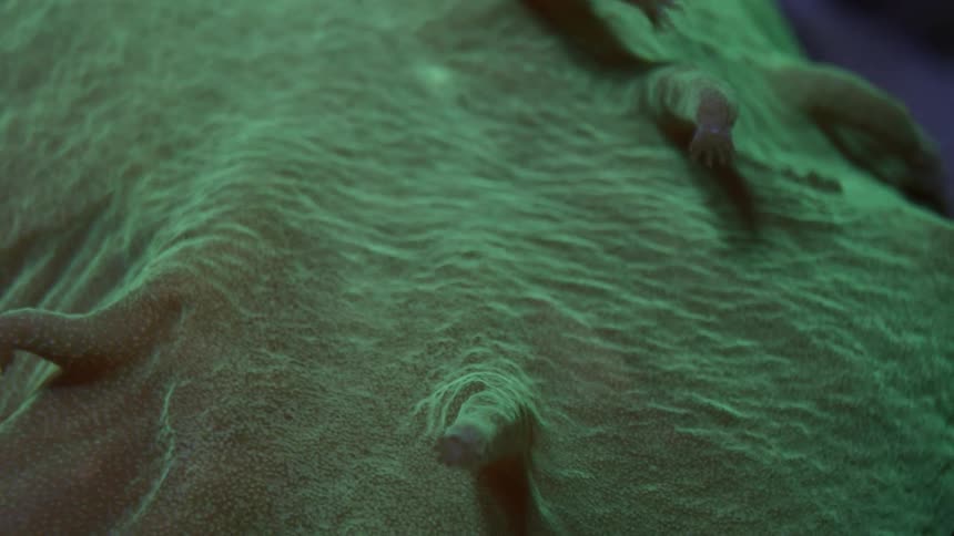 Green textured surface with small protuberances that cast shadows stand against a blue background