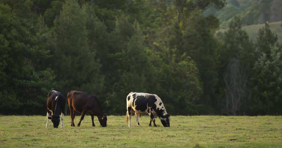 Cows grazing on the green grass in a field in the countryside