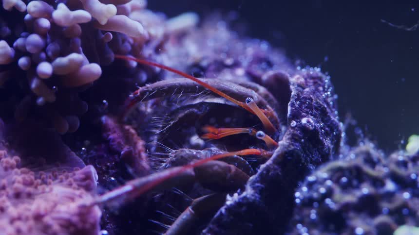 A small crab emerges from its shell to inspect its underwater surroundings