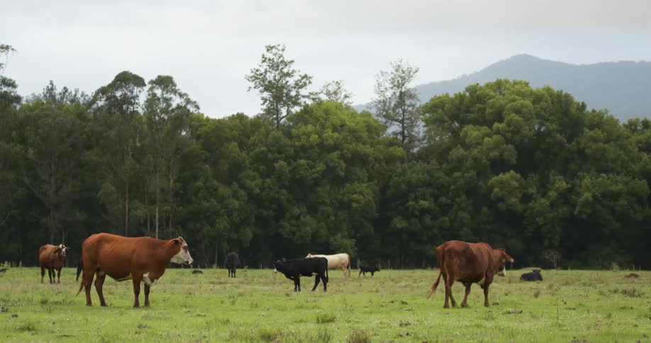 Cows on a grassy field with trees the sky and clouds in the background