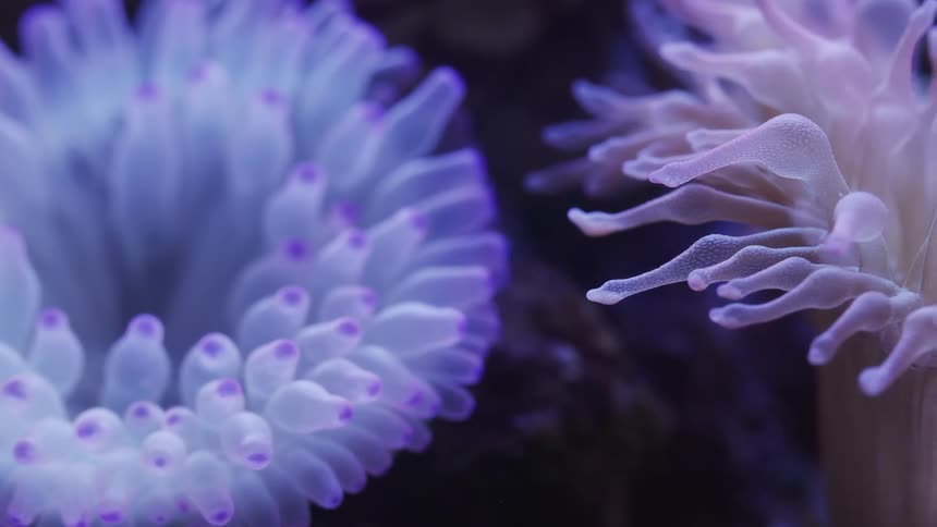 Reef sea creatures bloom like flowers underwater