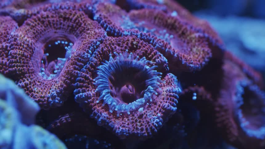 A view of an anemone in coral