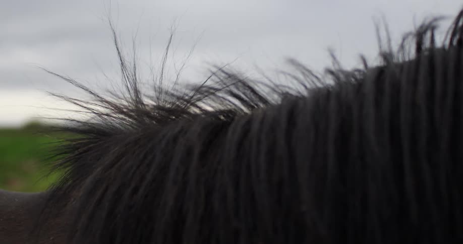 Close-up of a horse's mane
