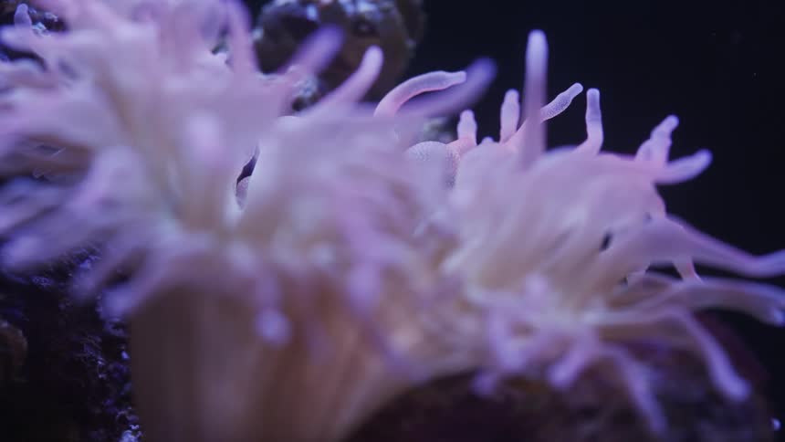 A view of an anemone under water