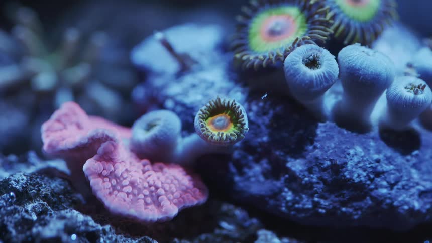 Reef sea life creatures open and bloom like flowers