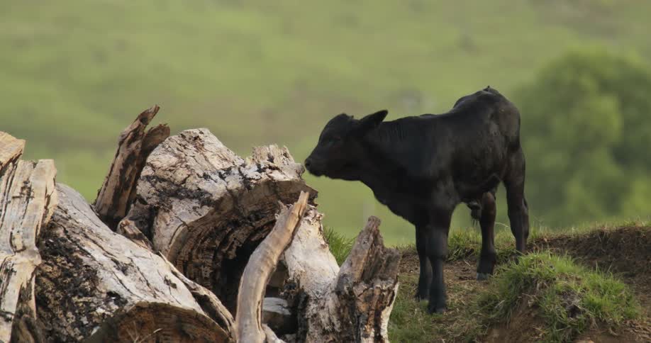 Cows standing on a hill next to logs with trees and grass in the background