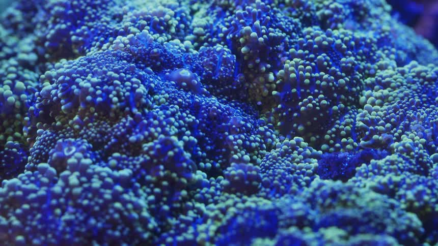 Blue white and black colors that look like a sea creature