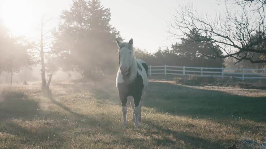 A horse stands in a fenced in grass paddock with his breath billowing in the sunlight