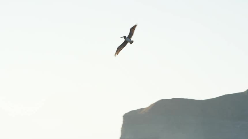 Pelican flying over water along the coast