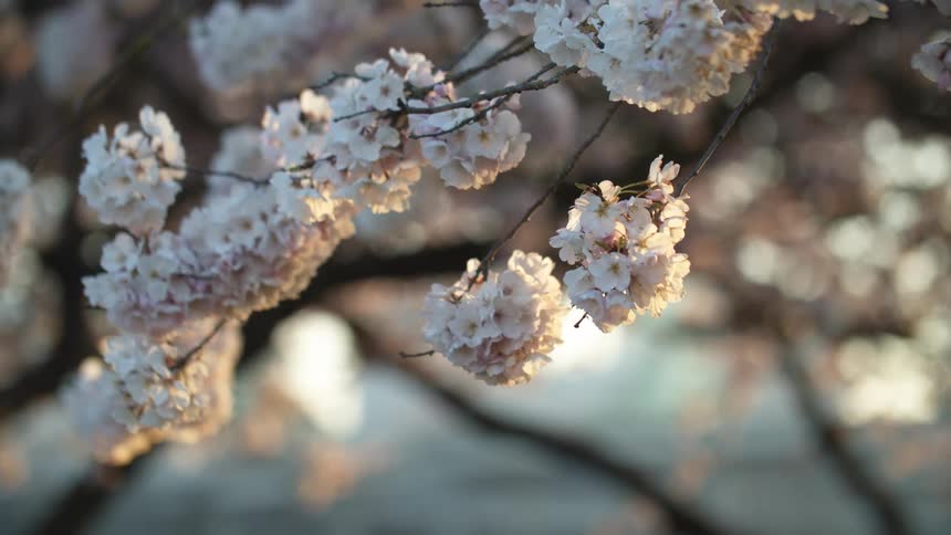 A view of flowers on a tree