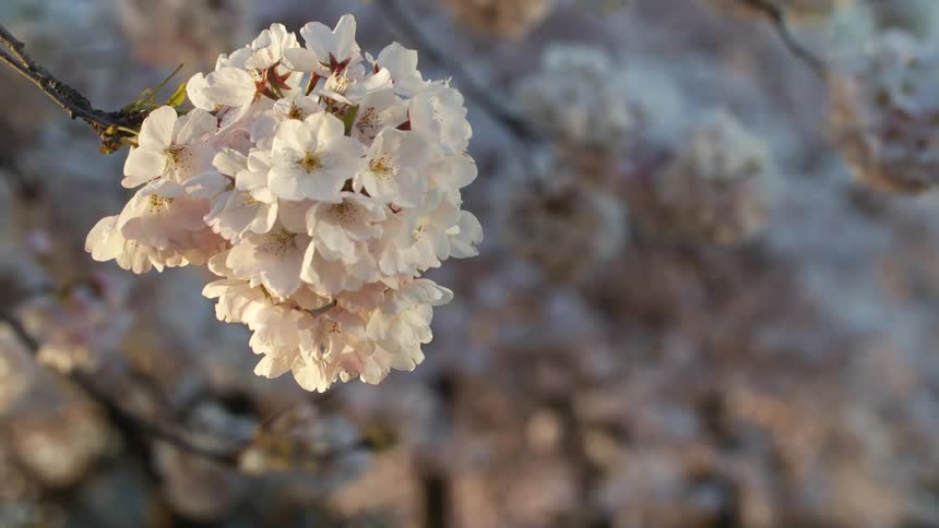 Flower blossoms blooming on a tree branch