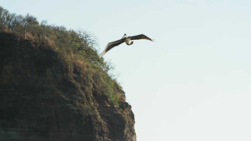 A bird flying in the air with a cliff the sky and clouds in the background