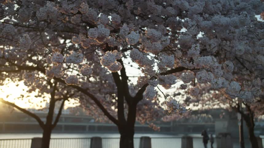 Flower blossoms blooming on trees