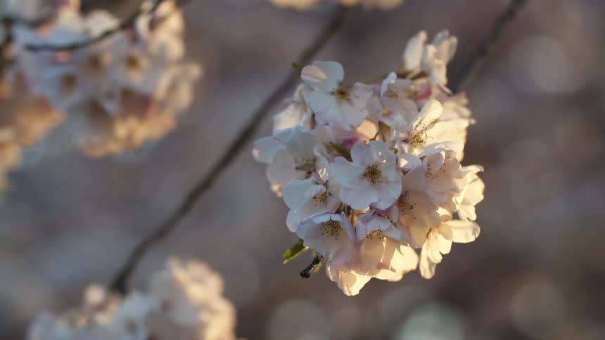 Cherry blossoms on branches sway and in the breeze