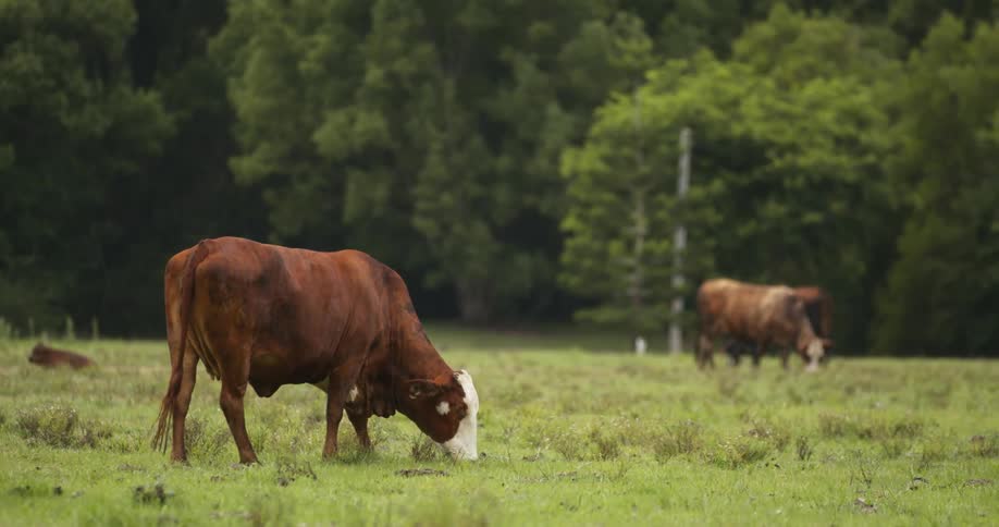 A cow grazing on grass outside