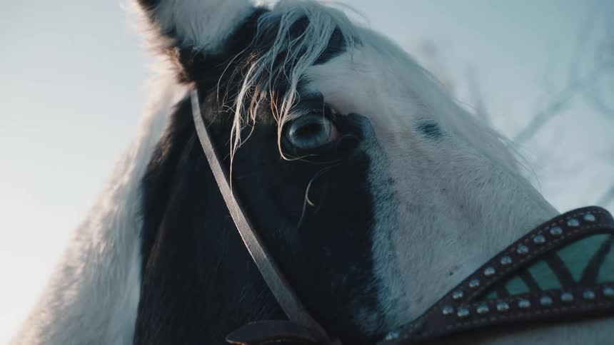 A woman reaches up and pets a horse