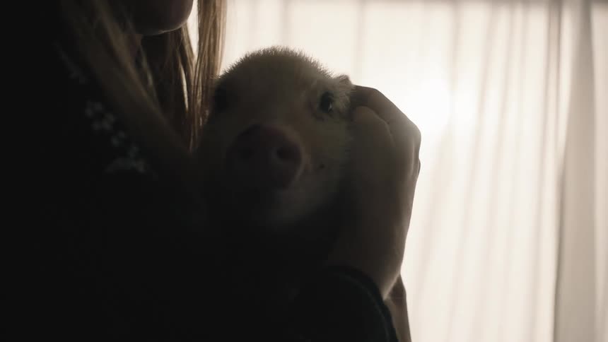 A woman holds a cute pet piglet in her arms and gently caresses its ear
