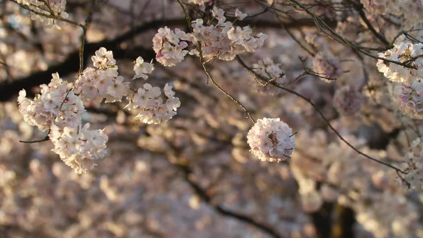 Flower blossoms blooming on trees
