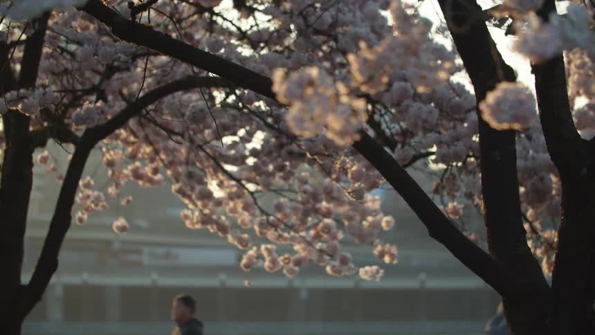 Flower blossoms blooming on trees and people are walking in the distance