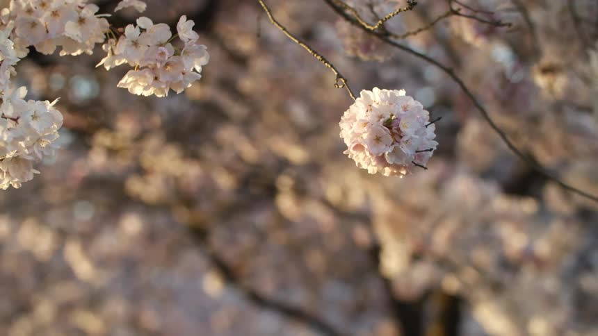 A cherry blossom tree with branches and flowers with the sky in the background