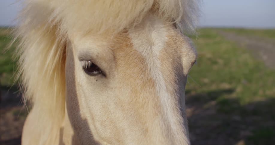 A horse's face on a clear day
