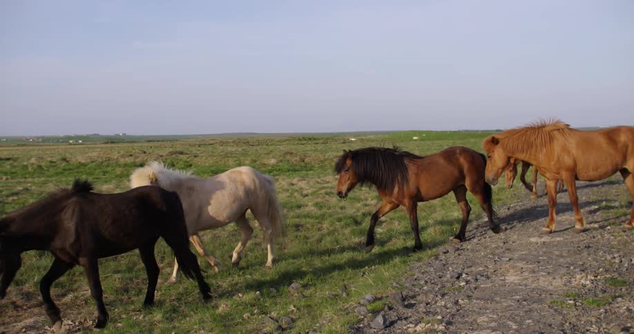 Horses walk along a green field on a windy day