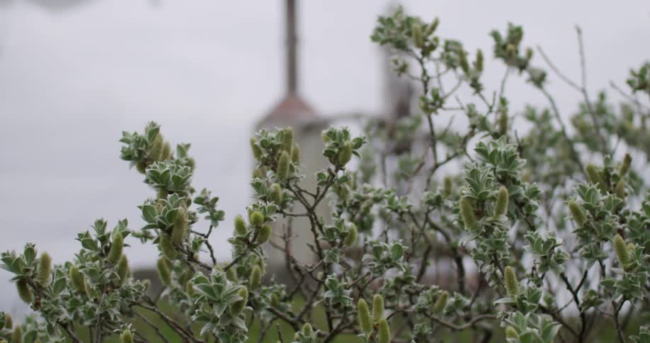 A bush is blowing in the wind in front of a farm silo