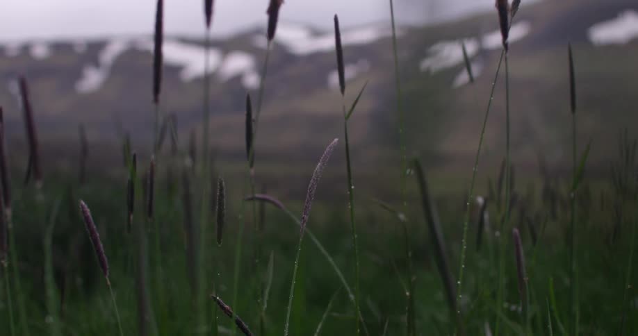 Cattails in a field in front of partially snow covered mountains