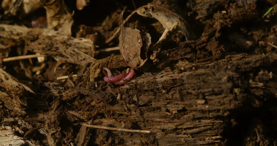 Close up of a snail covered with a bit of dust