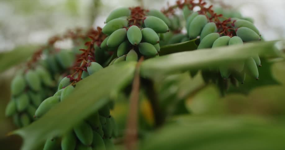 Bunches of small green bananas grow on branches