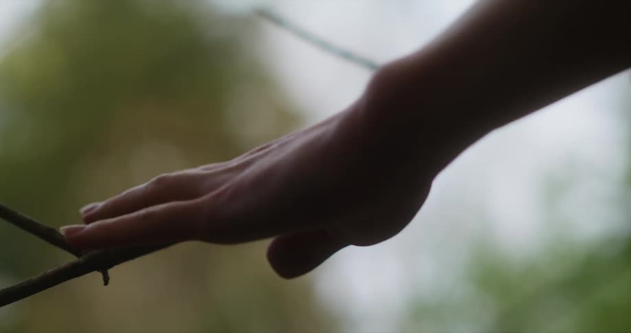 Female hands are touching branch of a tree
