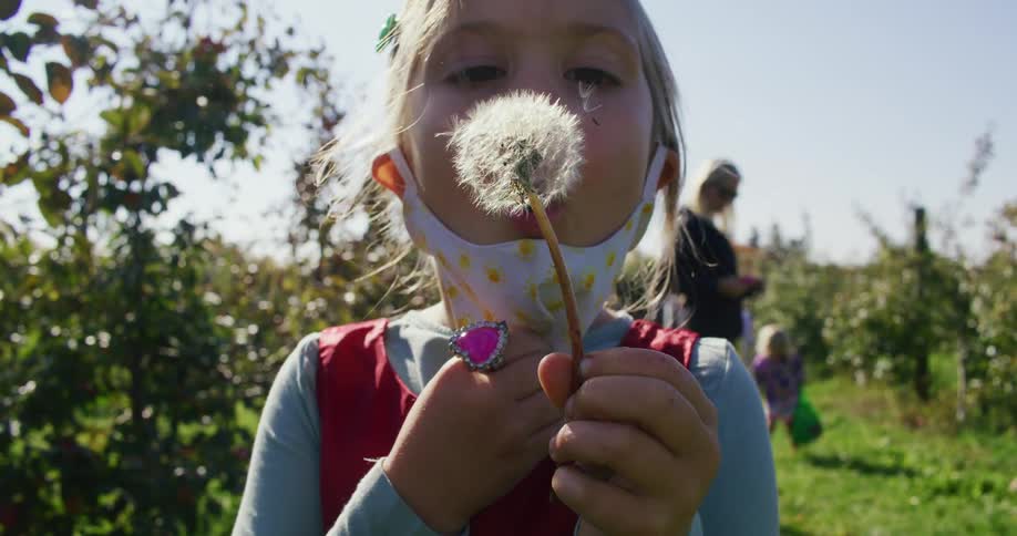 Blonde girl pull down face mask to dandelion as family walks among rows of vines