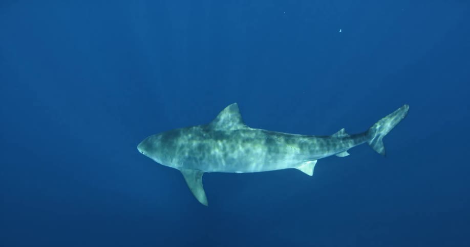 Sunlight reflects on a shark swimming in the ocean