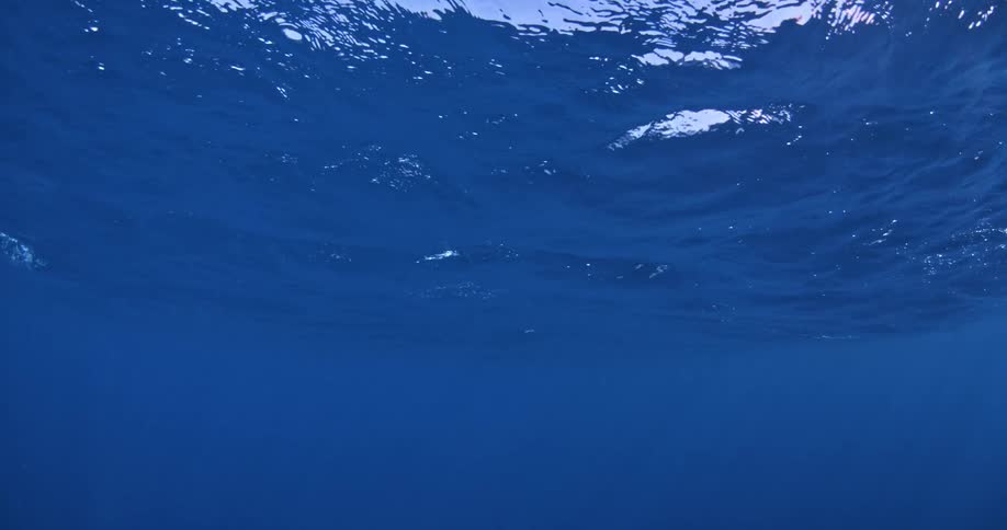 A school of fish in the ocean