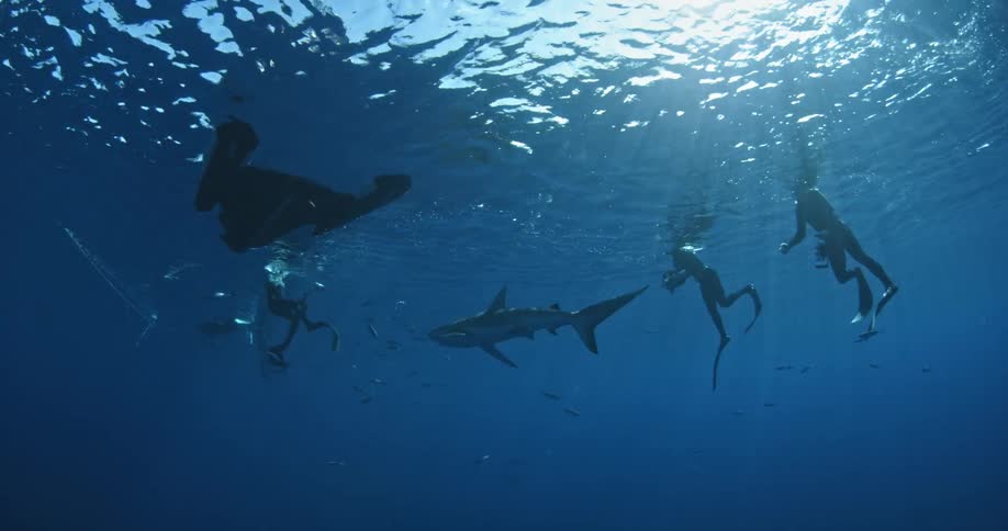 Divers swim with sharks in the ocean