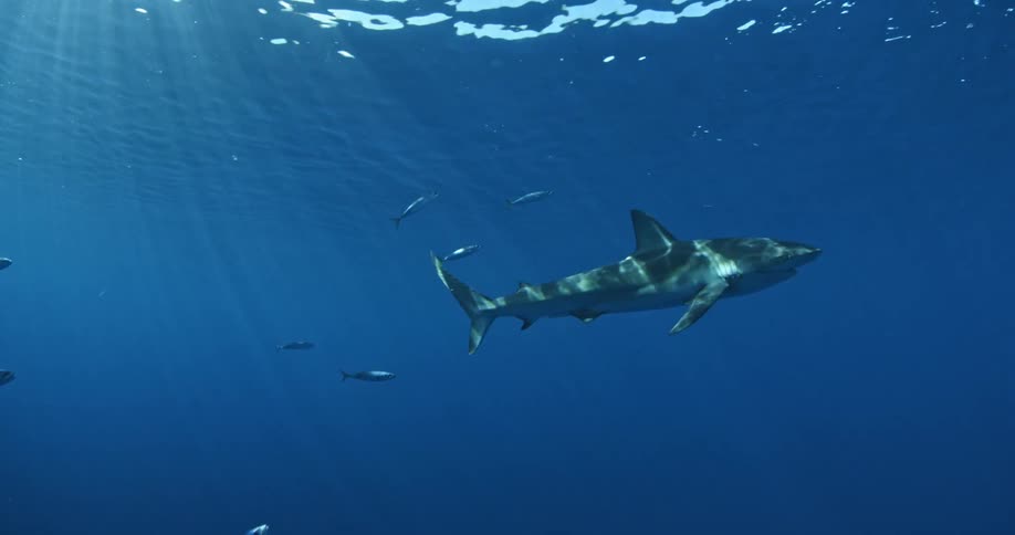 Sunlight shines through the ocean surface onto the shark and fish below