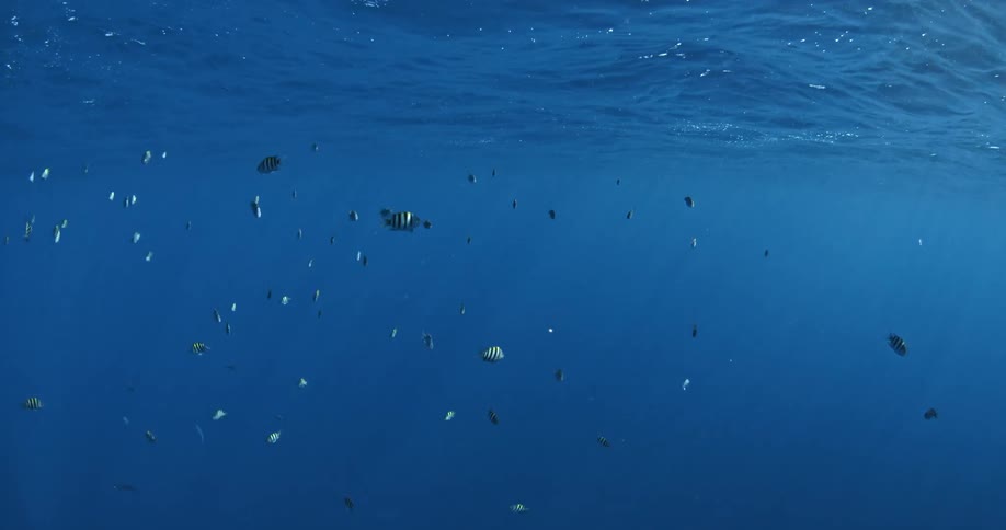 Fish swim near the surface of the ocean