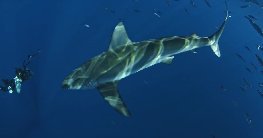 Divers swim with a shark and fish in the ocean