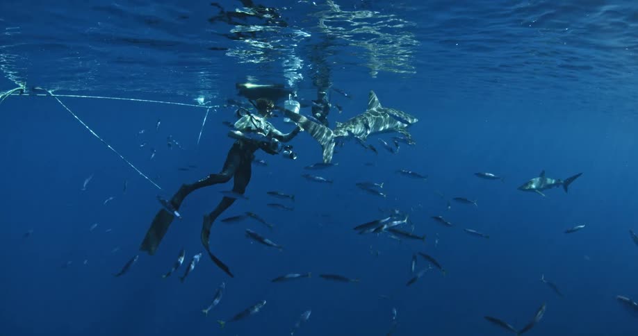 A scuba diver is taking some photos of a shark and fish around it