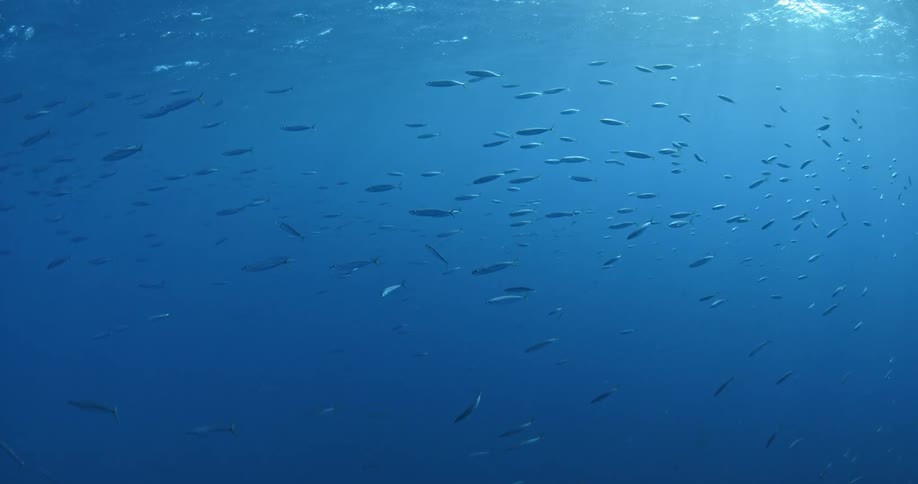 A school of fish swim near the surface of the ocean