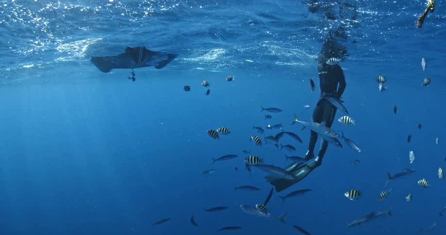 The water is filled with schools of fish