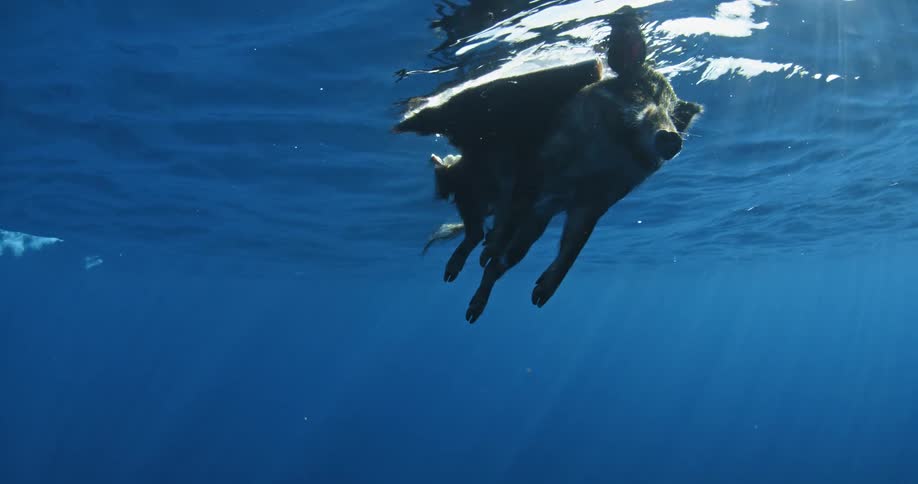 Pig swimming closely to the surface of water