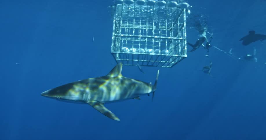 A large shark swimming away from a diver filming sharks while floating outside a shark cage